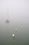 White Sailing Boat And 3 Swans in The Fog
