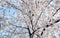White sakura cherry blossoms branch on soft blue sky background,sun shine to sakura tree turn white color full bloom in spring sea