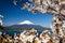 white sakura and mount Fuji at spring