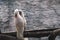 White salmon crested cockatoo birds on wood perch