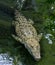 White Saltwater crocodile, also Crocodylus porosus, albino, mossed, animal portrait, captive, Germany, Europe