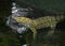 White Saltwater crocodile, also Crocodylus porosus, albino, mossed, animal portrait, captive, Germany, Europe