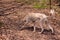 White saluki