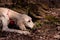 White saluki