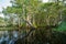 White samet or cajuput trees in wetlands forest with reflections in water. Greenery botanic garden. Freshwater wetland. Beauty in