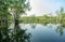 White samet or cajuput trees in wetlands forest with reflections in water. Greenery botanic garden. Freshwater wetland. Beauty in