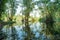 White samet or cajuput trees in wetlands forest with reflections in water. Greenery botanic garden. Freshwater wetland. Beauty in