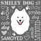 White Samoyed dog