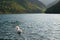 White Samoyed dog swimming in a river with forests in the background