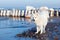 White Samoyed dog walks near the sea in winter