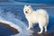 White Samoyed dog walks near the sea in winter.