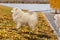 White Samoyed dogs on a leash walking on yellow leaves