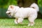 A White Samoyed Puppy on its hind legs jumping over grass