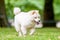 A White Samoyed Puppy jumping and running in a field or park