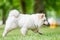 A White Samoyed Puppy running in a field with a tree in the background from the side