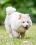 A White Samoyed Puppy running toward camera through short grass