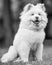 A White Samoyed Puppy sitting in a field smiling