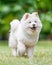A White Samoyed Puppy smiling at the camera in a field with green background
