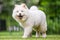 A White Samoyed Puppy smiling looking happy walking across a field out of focus railings in the background