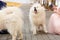 White samoyeds on a leash for a walk