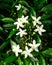 White Sampaguita Jasmine