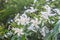 White Sampaguita Jasmine or Arabian Jasmine