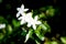 White sampaguita jasmine flowers.blooming in garden