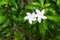 White sampaguita jasmine flowers.blooming in nature garden top view background