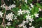 White sampaguita jasmine flowers , nature group blooming in garden