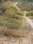 WHITE SAND FOOTPATH WINDING THROUGH GREEN VEGETATION