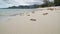 White sand at Lamai Beach, Koh Samui, Thailand. After Covid had no tourists