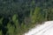 White sand and pine tree in Fontainebleau forest