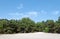 White sand and silver birch in Fontainebleau forest