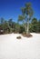 White sand and silver birch in Fontainebleau forest