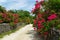 White sand street in Taketomi Island, Okinawa, Japan