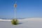 White Sands - Lonely Yucca