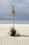 White Sands Yucca