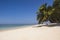 White sandy beach with palmtree