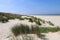 White sandy beach with tall grasses on the coast of North Sea island Langeoog in Germany