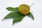 White Sapote Fruits And Its Leaves