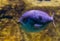 White sargo sea bream in closeup, vivid purple color effect on the scales, tropical fish from the atlantic and Indian ocean