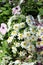 White Saxifraga and Purple Petunia Flowers in a Garden