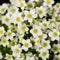 White Saxifrage Flowers