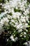White saxifrage flowers