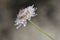 White Scabiosa (Pincushion Flower)