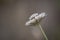 White Scabiosa (Pincushion Flower) Side View