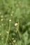 White scabious