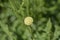 White scabious