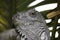 White Scale Green Eyed Iguana Close-up