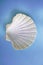 White scallop shell close-up on a blue background
